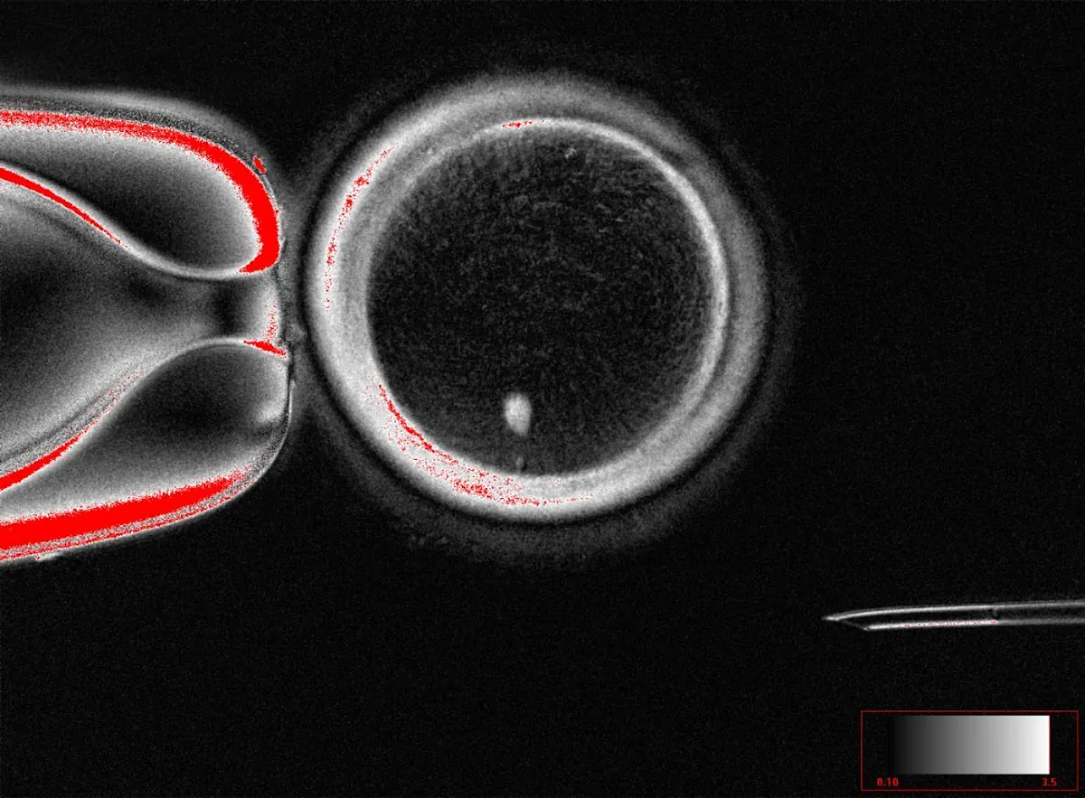 Crear ovarios humanos viables a partir de células de la piel