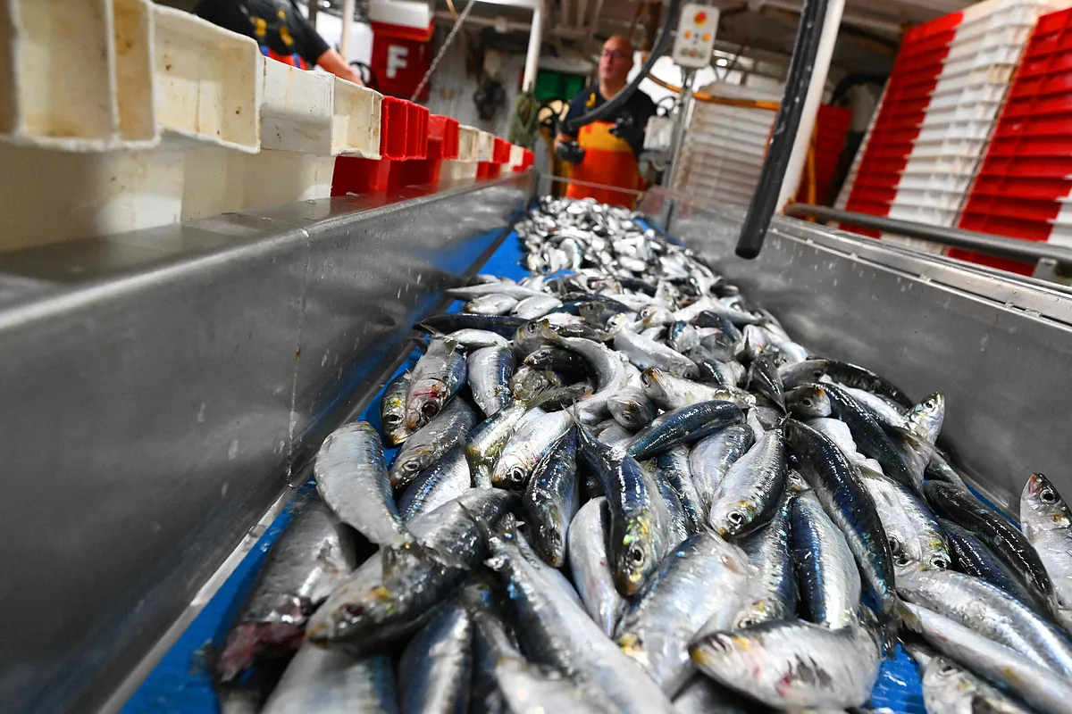 ¿Por qué es bueno comer sardinas regularmente y no solo en el verano?