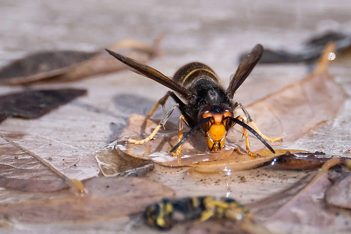 Galicia está alerta por la avispa velutina. "La ausencia de frío permitió que los nidos crecieran hasta alcanzar tamaños enormes."