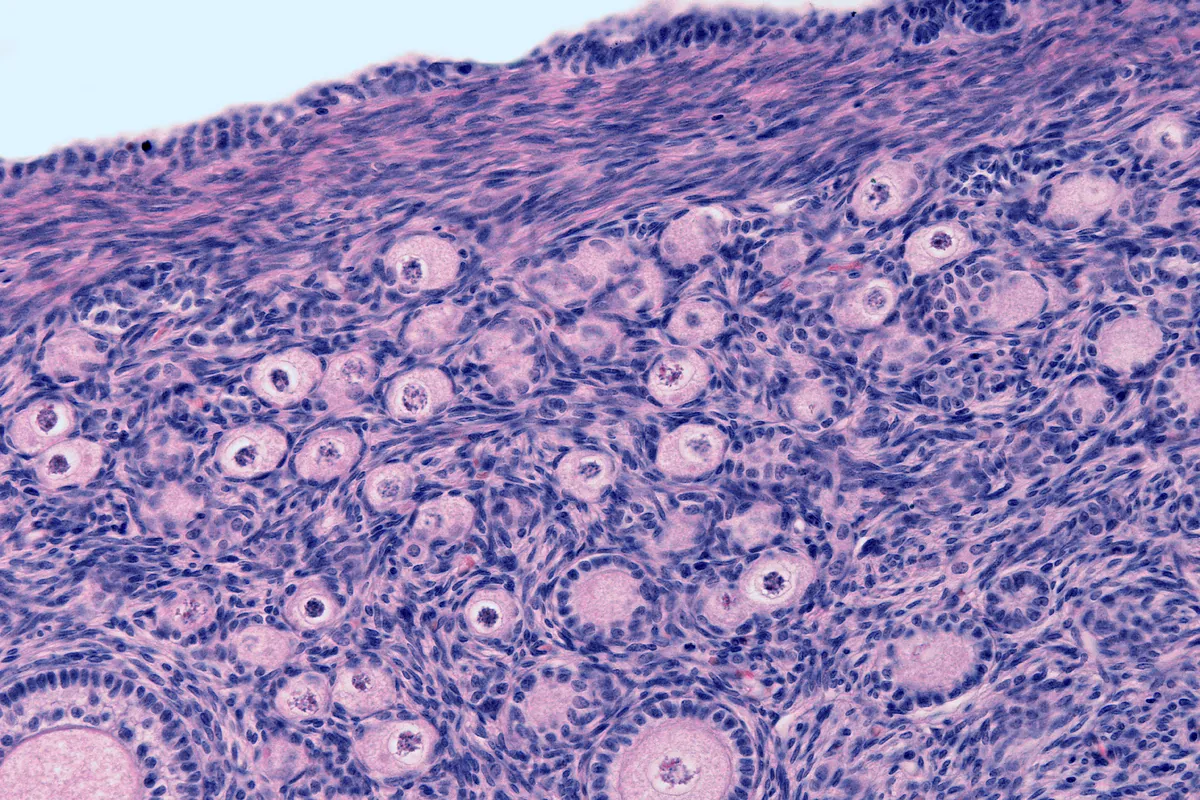 La fertilidad de una mujer no depende sólo del número de óvulos. El tejido ovárico y sus conexiones cerebrales también son básicos.
