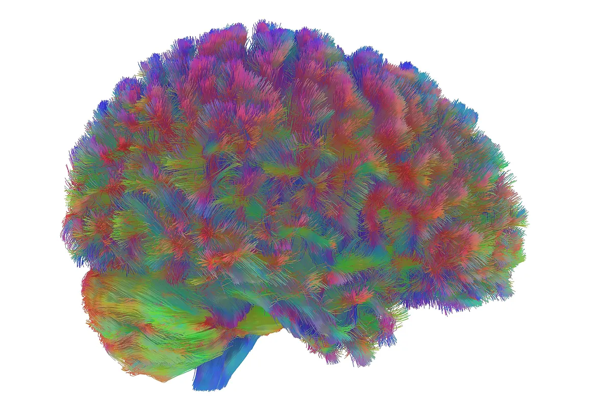 cinco "momentos importantes" en la estructura del cerebro a lo largo de la vida de una persona