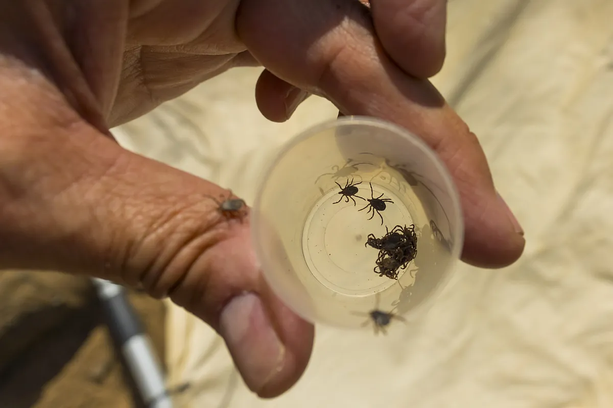 Garrapatas a 2.000 metros, mosquitos resistentes al frío… El cambio climático hace que las enfermedades transmitidas por insectos sean perennes