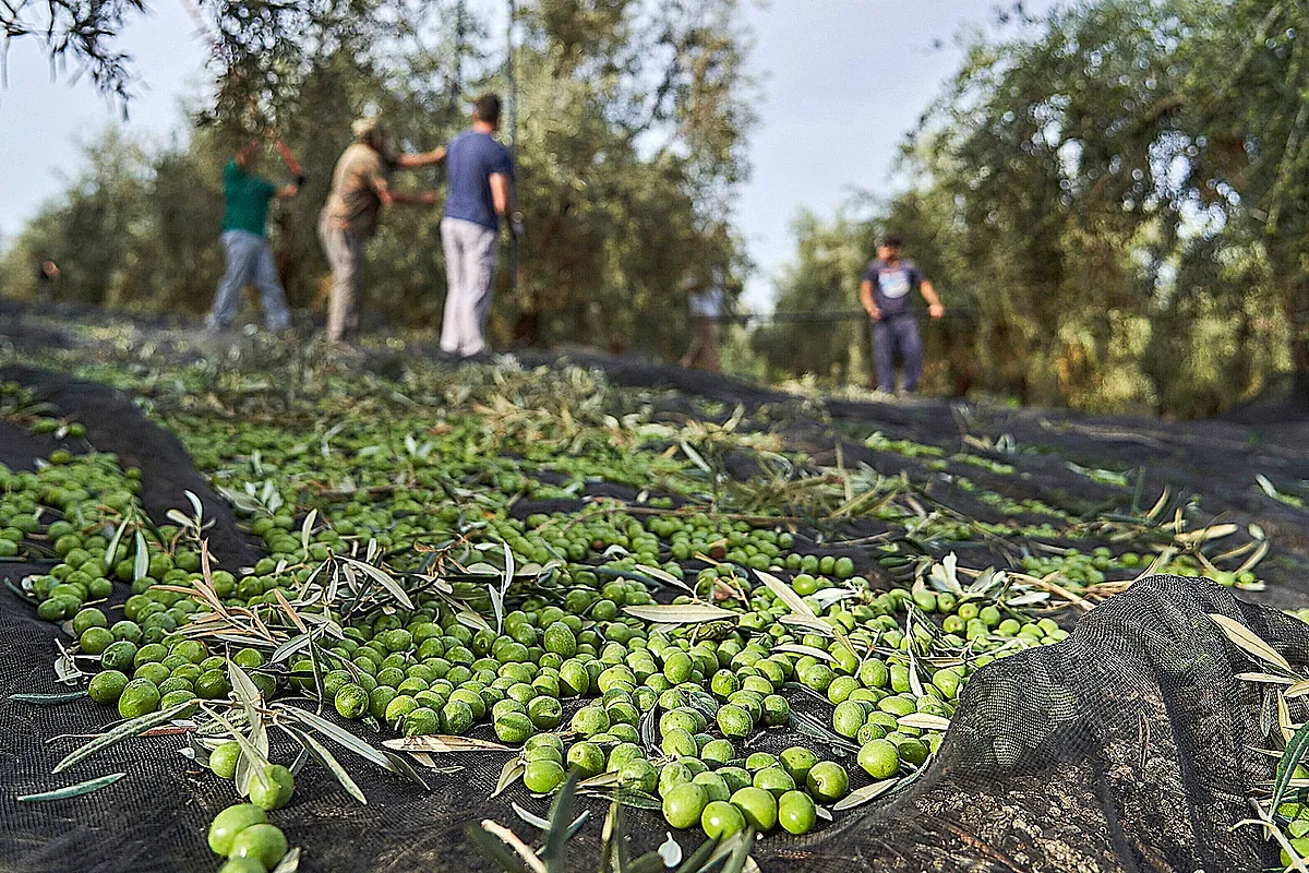 La OCU pide la retirada de los aceites de oliva porque contienen hidrocarburos potencialmente cancerígenos