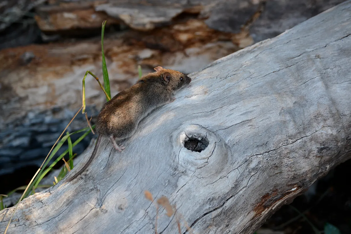 Zoonosis, ratón de cola larga, WATAN… Nuevas (y no tan nuevas) palabras que nos deja el hantavirus.