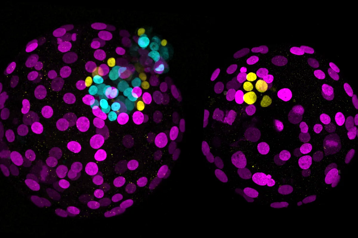 CRISPR, la segunda generación del «corta y pega». una nueva forma de estudiar el desarrollo embrionario