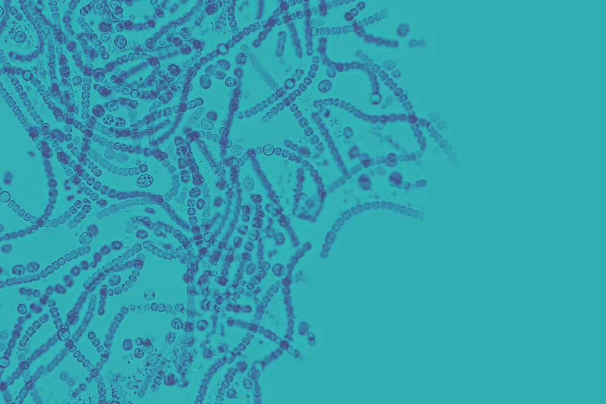 Descubren una ‘firma’ en bacterias intestinales vinculadas al cáncer de colon