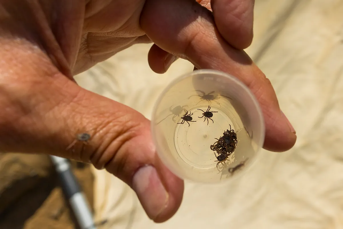 Fiebre de Crimea-Congo y Lyme. Así se desarrollan las enfermedades por garrapatas en España
