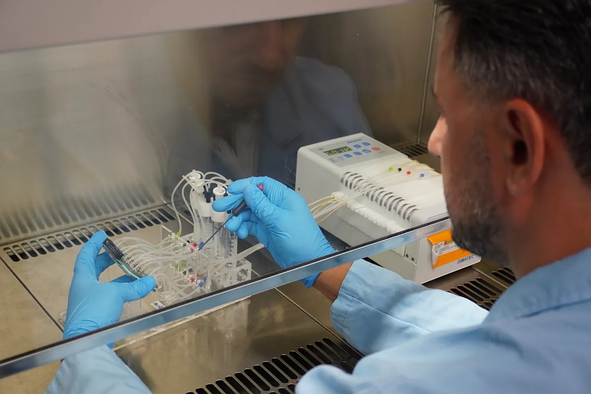 Investigadores españoles prueban nuevos fármacos utilizando un corazón «recreado» en un chip